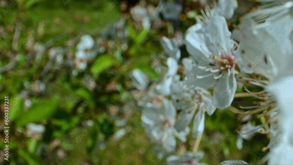 Close-up shot of vibrant cherry blossoms on a sunny day, with stunning details of the petals and stamen in macro. Close-up shot of vibrant cherry blossoms on a sunny day, with stunning details of the petals and stamen in macro.