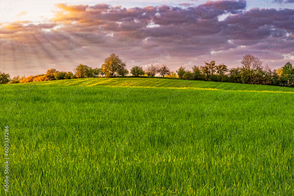 Green spring sown field and sunset sky Green spring sown field and sunset sky