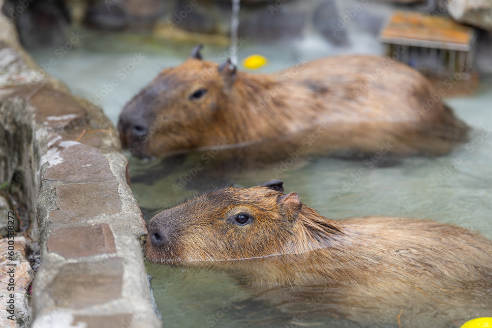Naklejka premium Capybara swim in the water pond at zoo park