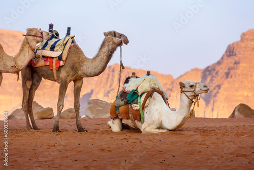 Camels rest on the sand in the desert Wadi Rum  Jordan. Sandstone rocks landscape