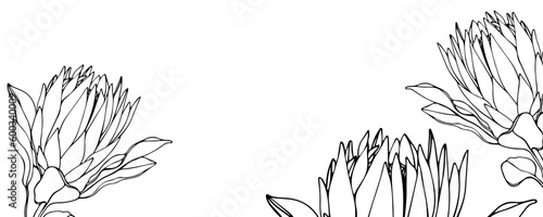 Protea flowers line art drawing background. Minimal design for card. Botanical continuous line drawing. Vector sprigs on white background