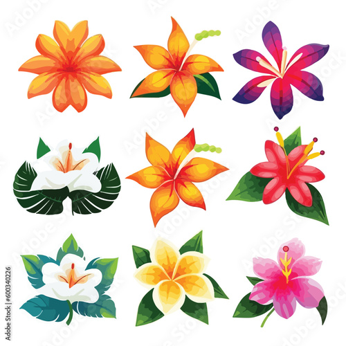 hawaiian flower leaf summer hawaii tropical floral nature vector hibiscus illustration plant aloha decoration © Design Your Story