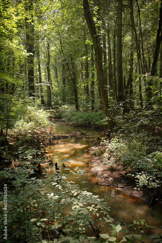 Fototapeta premium Summer Day at Battle Creek Cypress Swamp, Nature preserve in Maryland