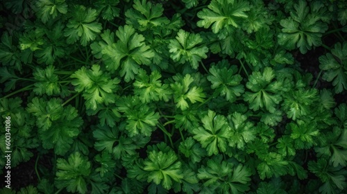 parsley banner background texture wallpaper