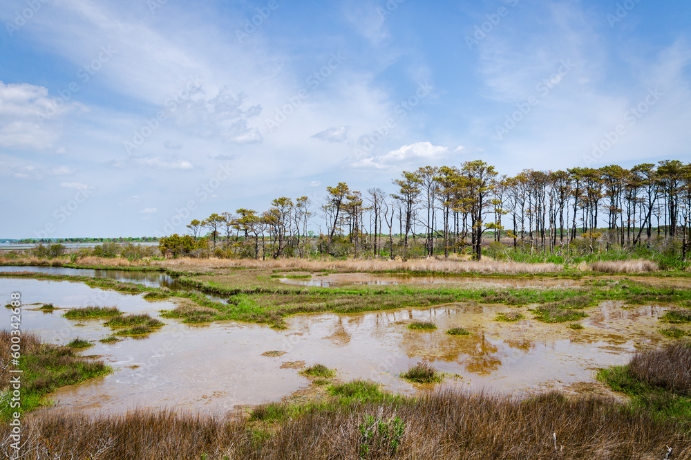Salt Marsh at Assateague Island off the coasts of Maryland and Virginia Salt Marsh at Assateague Island off the coasts of Maryland and Virginia