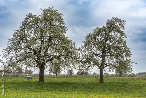 Blooming pear trees  Pyrus communis  on a meadow in spring  rural scene  Egnach  Canton Thurgau  Switzerland