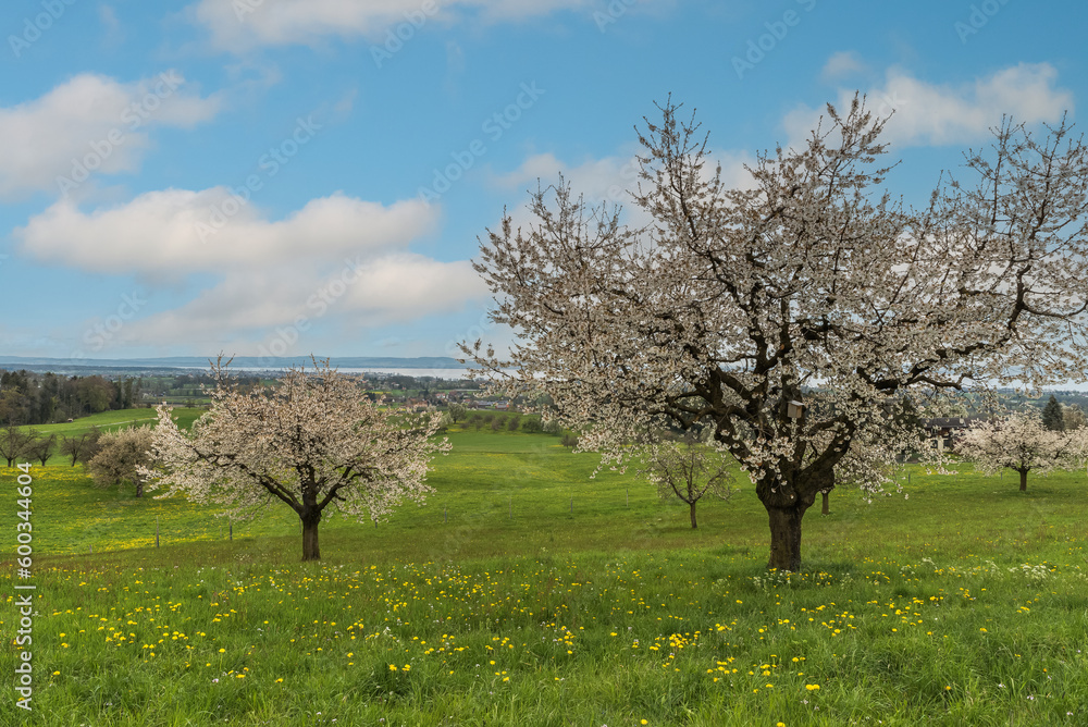 Blooming cherry trees (Prunus avium) on a meadow in spring with scenic view of Lake Constance, Roggwil, Canton Thurgau, Switzerland Blooming cherry trees (Prunus avium) on a meadow in spring with scenic view of Lake Constance, Roggwil, Canton Thurgau, Switzerland