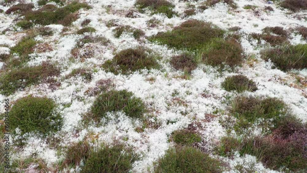 Reindeer moss, Shetland, Scotland Reindeer moss, Shetland, Scotland