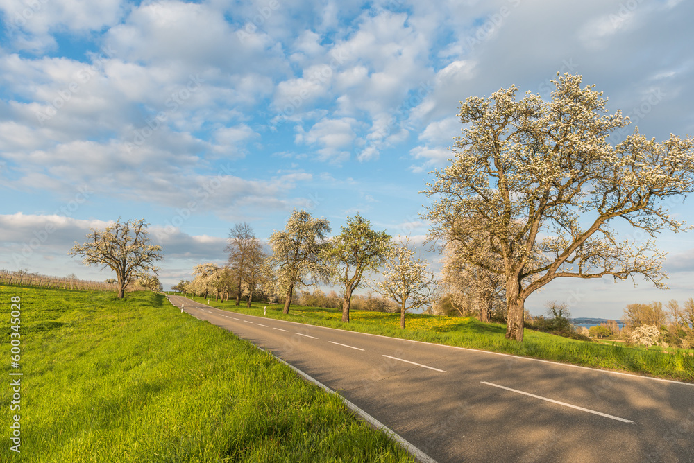 Country road with blossoming fruit trees on the Hoeri peninsula near Gaienhofen, Baden-Wuerttemberg, Germany