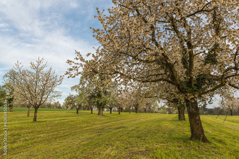 Obraz premium Blooming cherry tree garden (Prunus avium) in spring, Roggwil, Canton Thurgau, Switzerland