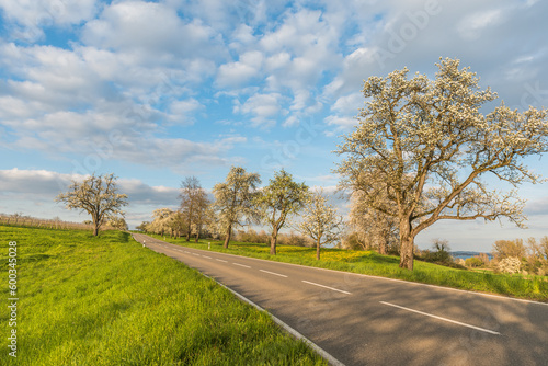 Country road with blossoming fruit trees on the Hoeri peninsula near Gaienhofen, Baden-Wuerttemberg, Germany