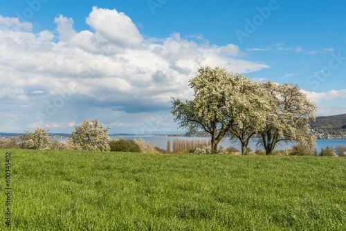 Blossoming fruit trees on the Hoeri peninsula with view of Lake Constance, Horn, Baden-Wuerttemberg, Germany photo