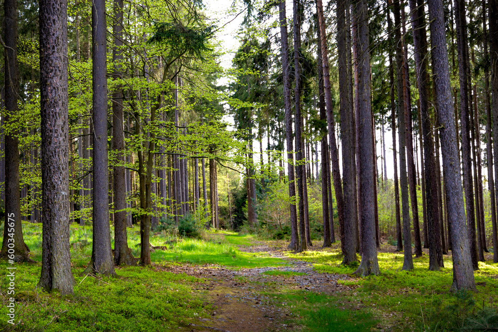 Obraz premium Path in the spring forest