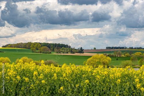 Spring fields of Europe, covered in bright yellow canola flowers.