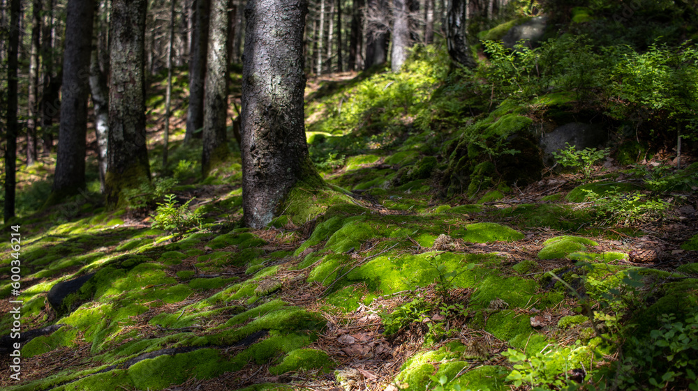Fototapeta premium the forest is covered with thick green moss