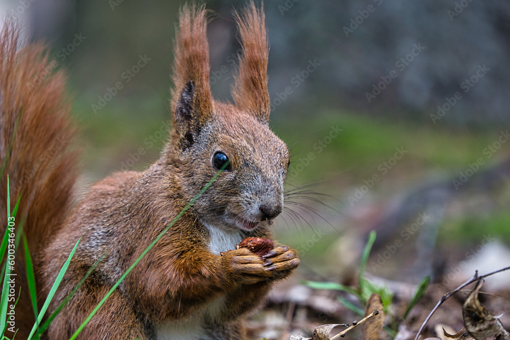 Fototapeta premium red squirrel eating walnut. Spring in Poland