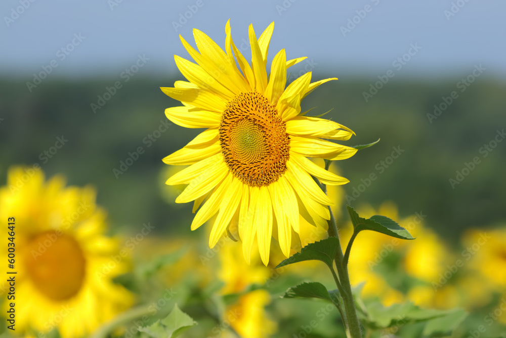 Agricultural field with sunflowers for background. Sunflower blooming. Organic Farming.  
Nature concept. Sunflower background in a yellow field. 