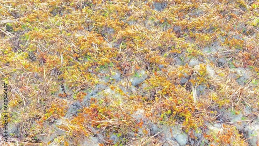 Wild Flowers growing through Land in Drought Wild Flowers growing through Land in Drought