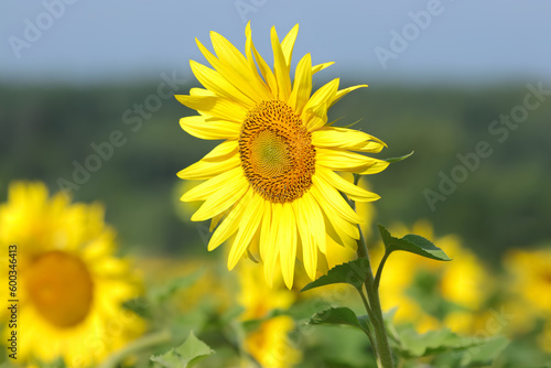 Agricultural field with sunflowers for background. Sunflower blooming. Organic Farming.   Nature concept. Sunflower background in a yellow field. 