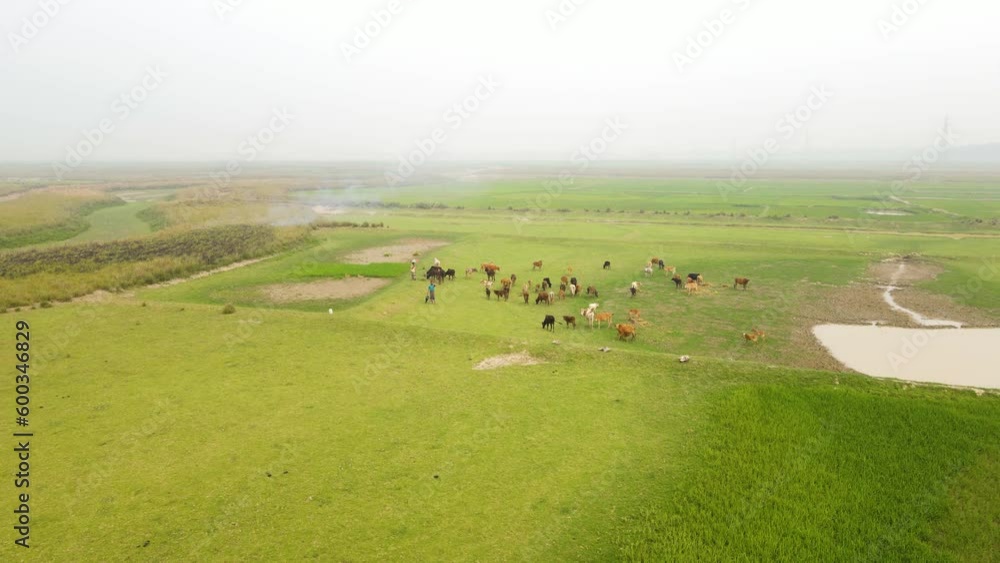 Drone view of a farmer and their cattle on a farmland Drone view of a farmer and their cattle on a farmland