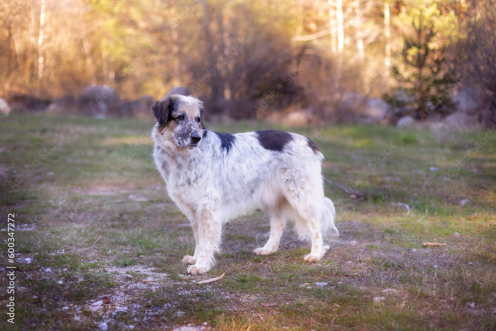 Big dog side view, standing and looking the forest Big dog side view, standing and looking the forest