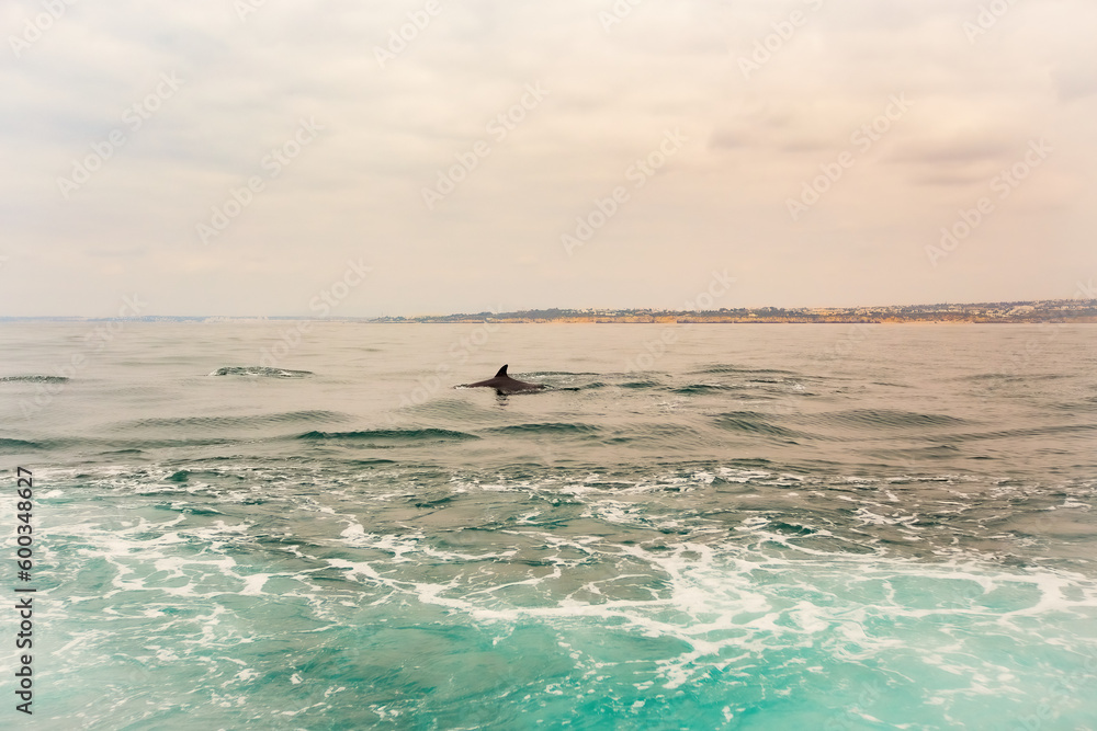 Dolphins watching in Albufeira, Portugal