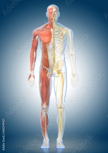 Male anatomy, illustration