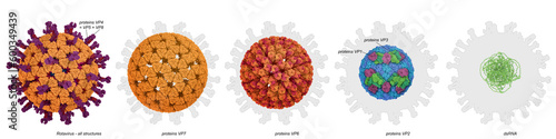 Rotavirus structure, illustration photo
