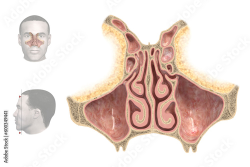Nasal cavity, illustration photo
