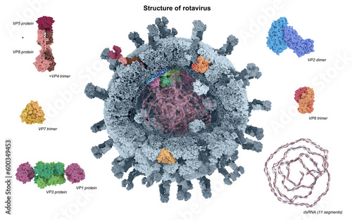 Rotavirus structure, illustration