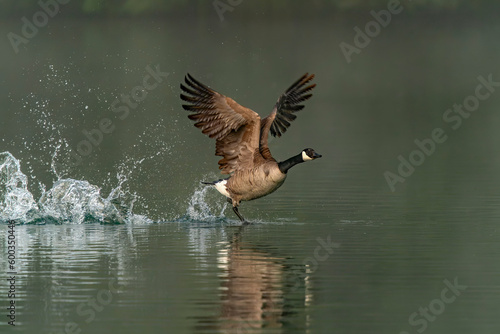Canada Goose (Branta canadensis) taking off from water. Gelderland in the Netherlands.            
