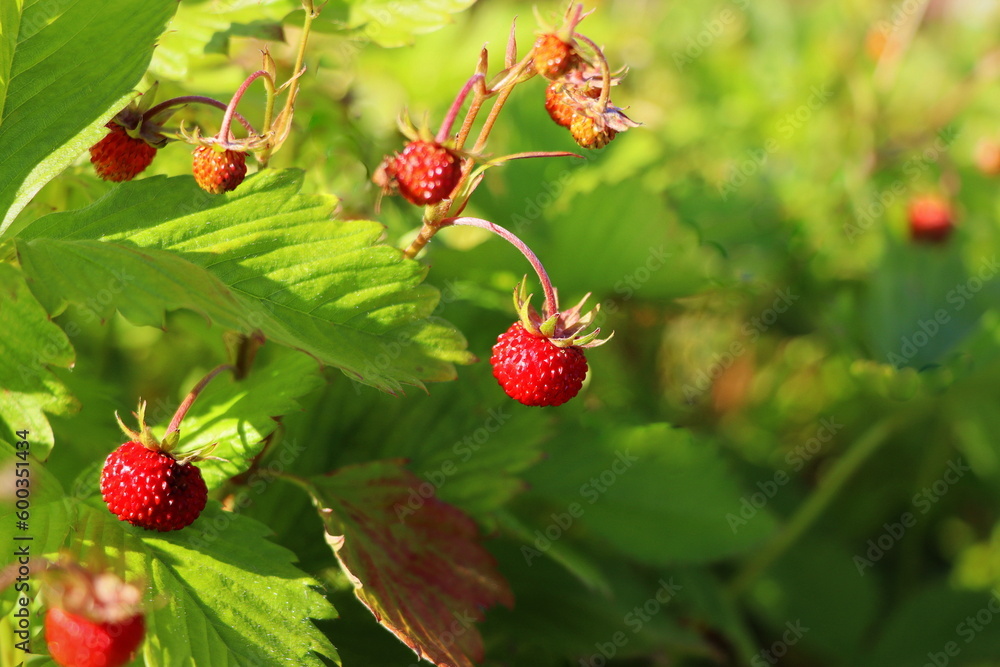 Wild strawberry bush in forest. Red strawberries berry and white flowers in wild meadow, close up Wild strawberry bush in forest. Red strawberries berry and white flowers in wild meadow, close up