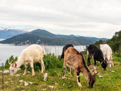 Differnet colors domestic goat herd eating green grass on mountain plateau