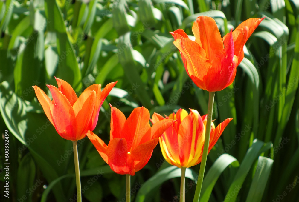 Orange flowers tulips - variety , Ballerina Orange flowers tulips - variety , Ballerina