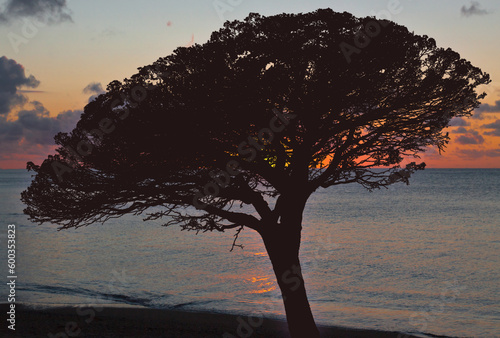 silhouette de pin parasol sur fond de coucher de soleil 