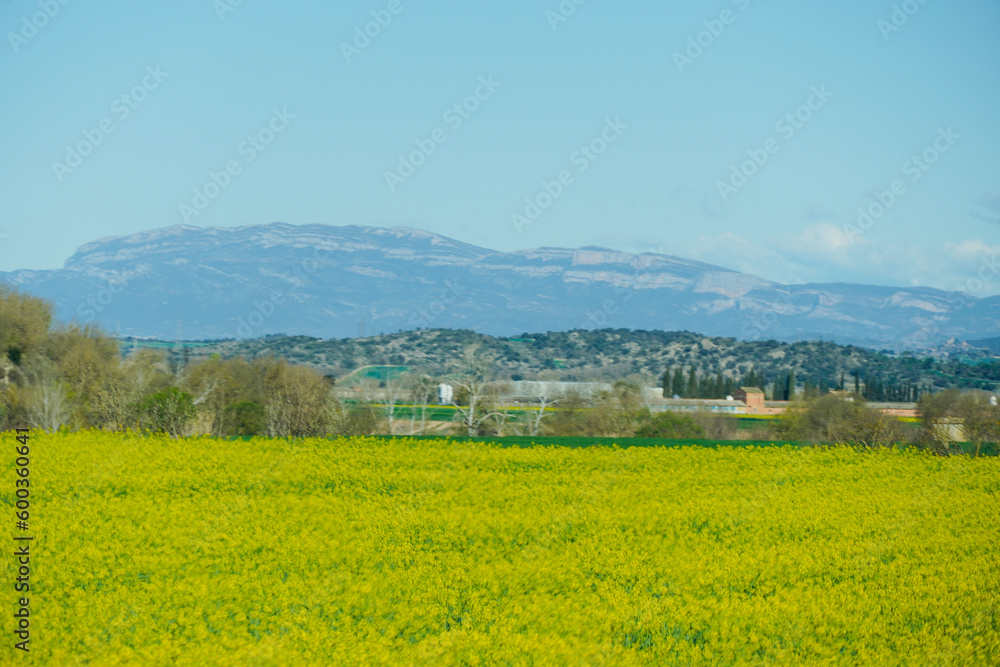 Spring meadows with yellow flowers and mountain in the background in Lleida, Spain.