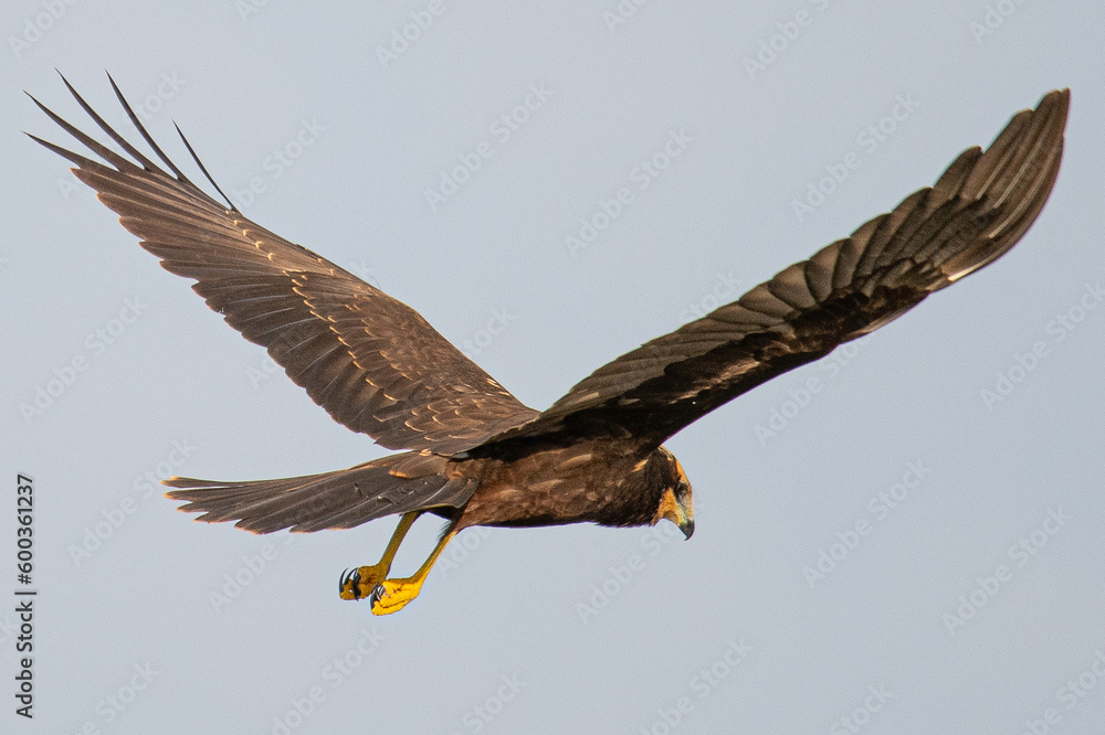 Obraz premium Marsh Harrier circus aeruginosus common bird in aiguamolls emporda mediterranean girona spain