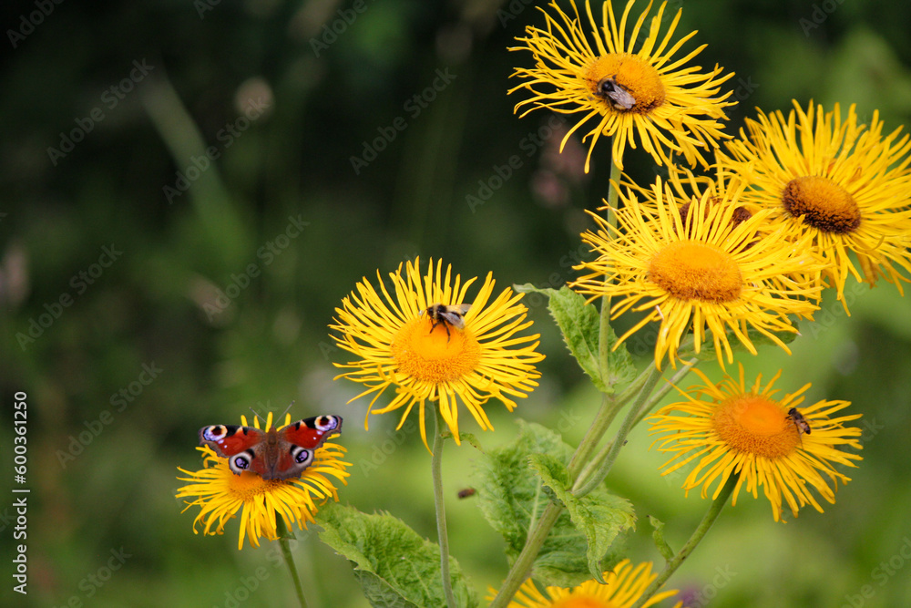 Butterfly on a flower Butterfly on a flower