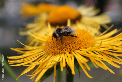 Bumblebee on a flower