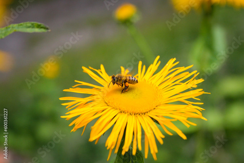 Bee on a flower