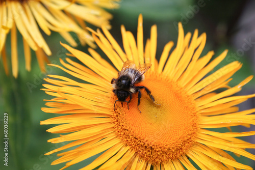 Bumblebee on a flower