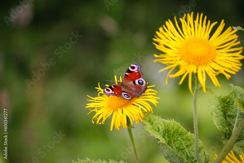 Butterfly on a flower