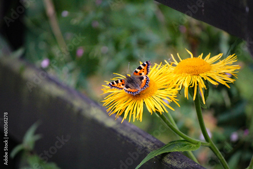 Butterfly on a flower