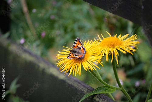 Butterfly on a flower