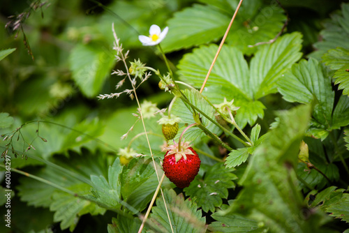 Wild Strawberry