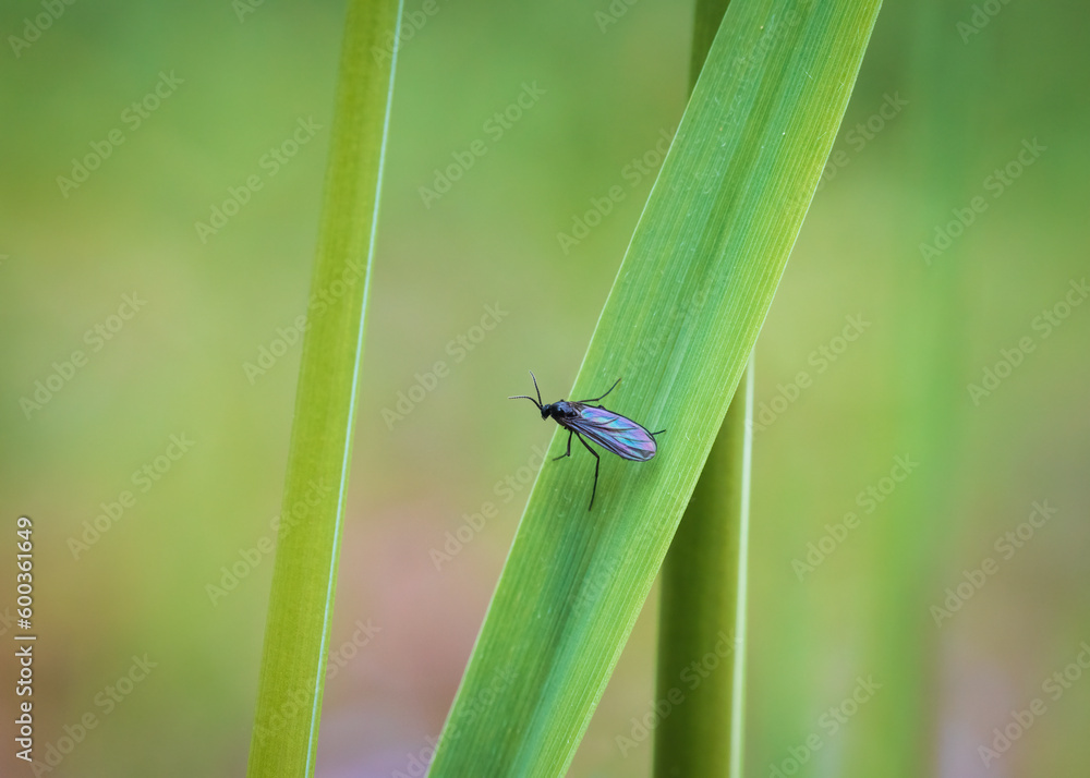 Dark winged fungus gnat, bradysia paupera insect sitting on grass stem. Animal background Dark winged fungus gnat, bradysia paupera insect sitting on grass stem. Animal background