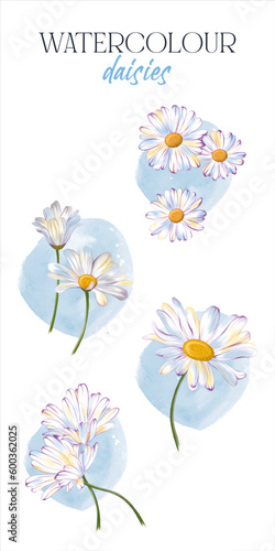 Collection of daisy flowers. with blue watercolour background. Vector flower set. Summer wedding decor, botanical stickers, flower icons.