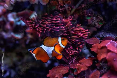 Orange Ocellaris clownfish swimming in aquarium. Cute Amphiprion ocellaris or false percula clown fish