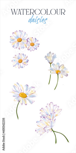 White daisy set hand drawn. Summer banners decor. Flowers isolated on white background