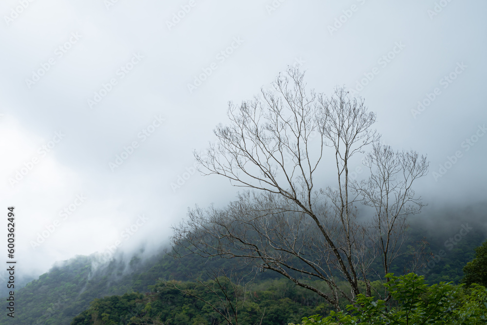 Dry trees and dry branches on the mountain with white fog Dry trees and dry branches on the mountain with white fog